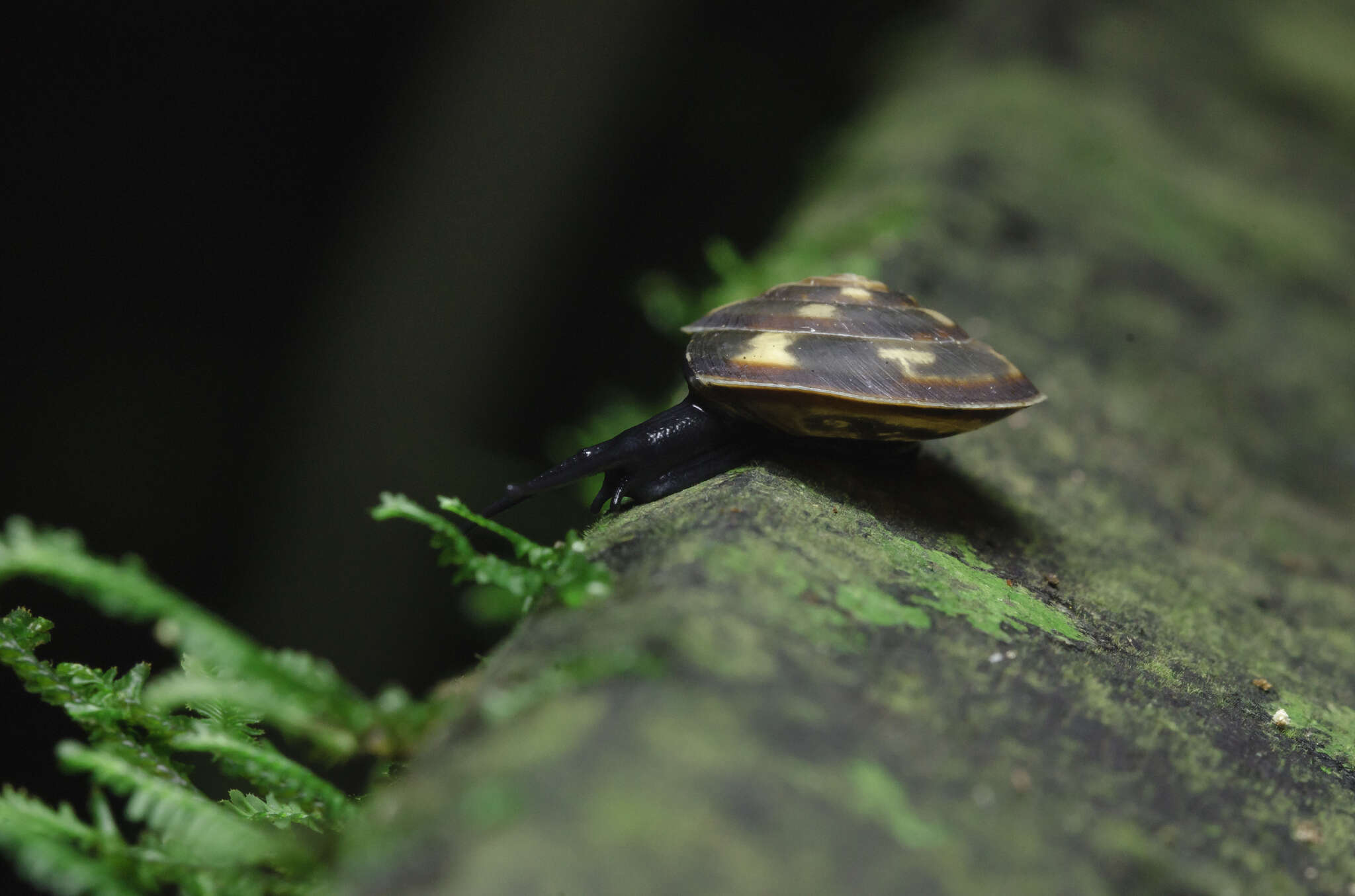 Image of Videna metcalfii (L. Pfeiffer 1845)