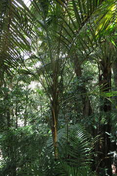 Laccospadix australasicus H. Wendl. & Drude resmi