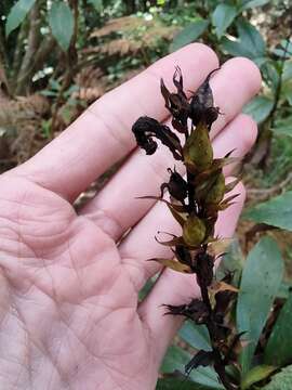 Imagem de Digitalis canariensis L.