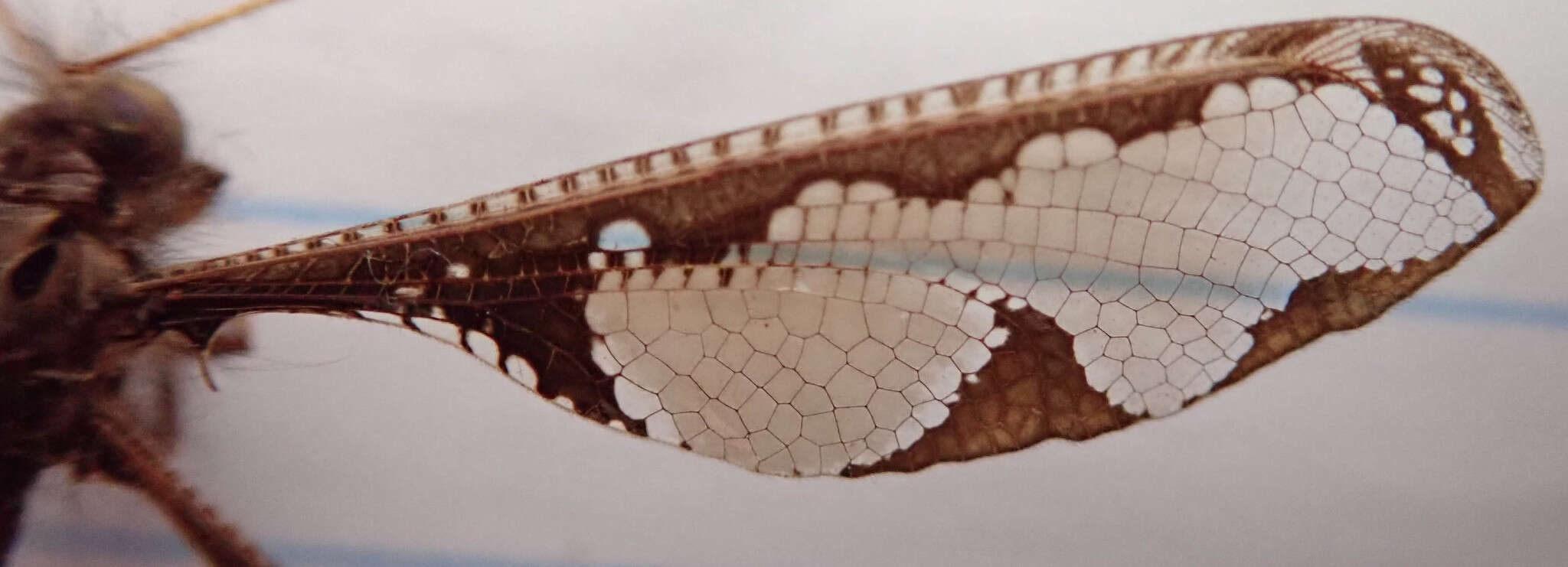 Image of Blotched Long-horned Owlfly