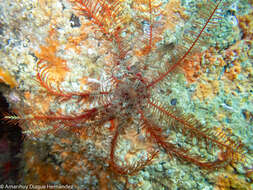 Image of rosy feather-star