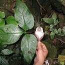 Image of Arisaema lihengianum J. Murata & S. K. Wu