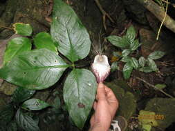 Image of Arisaema lihengianum J. Murata & S. K. Wu