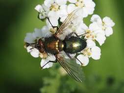 Image of Chrysosomopsis Townsend 1916