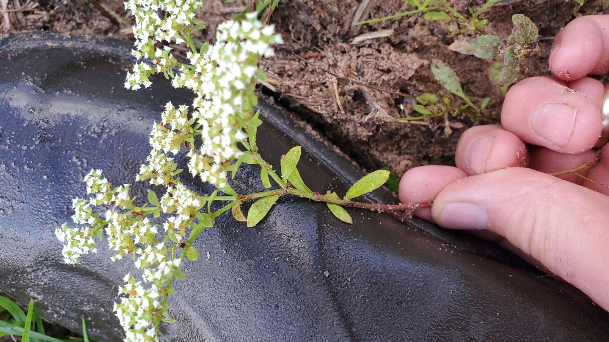 Image of Drummond's nailwort