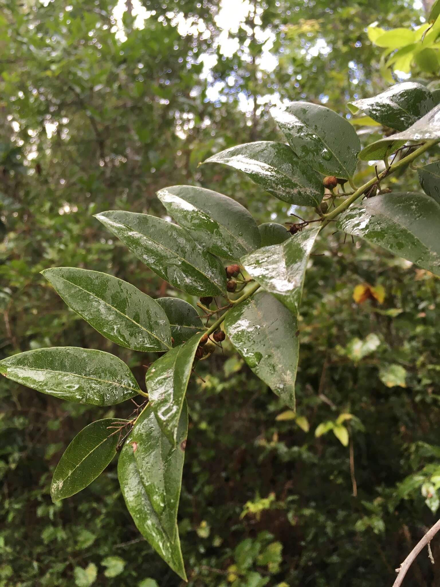 Agarista populifolia (Lam.) W. S. Judd的圖片