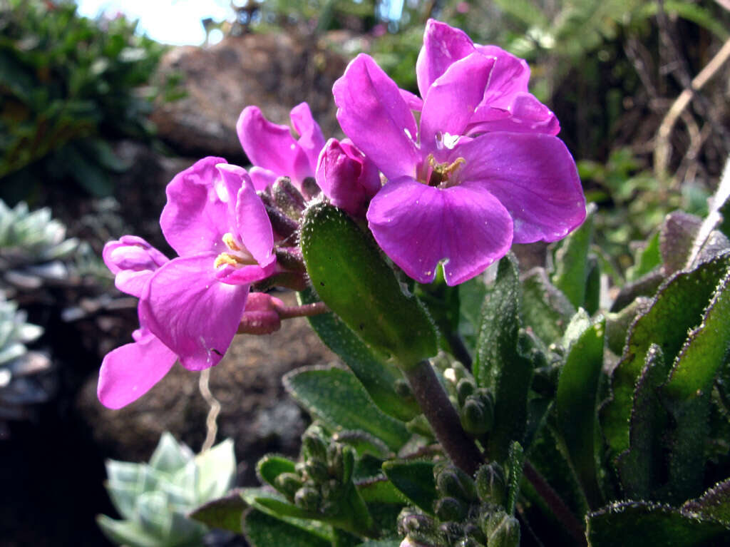 Imagem de Arabis blepharophylla Hook. & Arn.