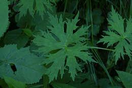 Image of Aconitum lycoctonum subsp. moldavicum (Hacq.) J. Jalas