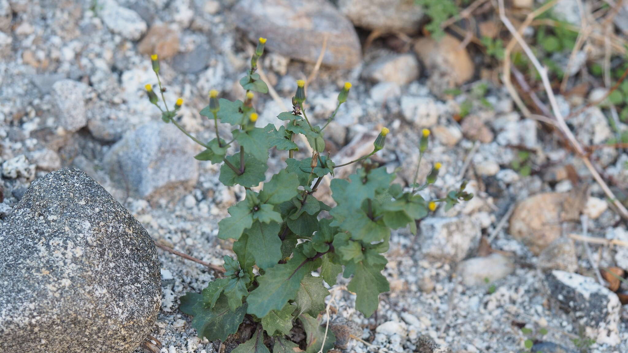 Image of Mojave ragwort