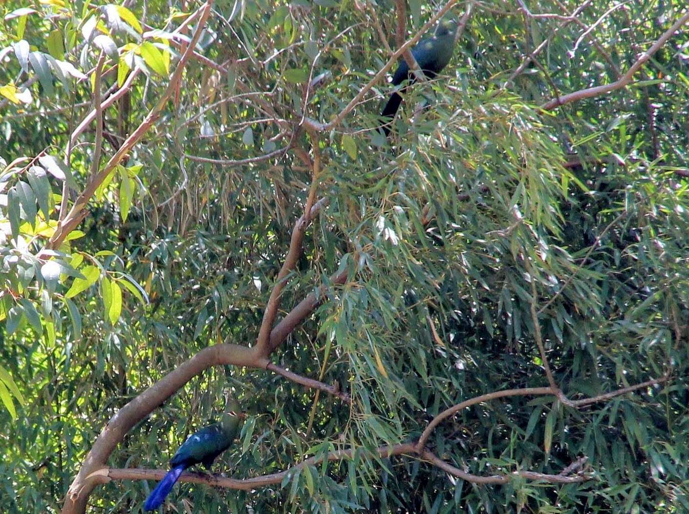 Image of Livingstone's Turaco