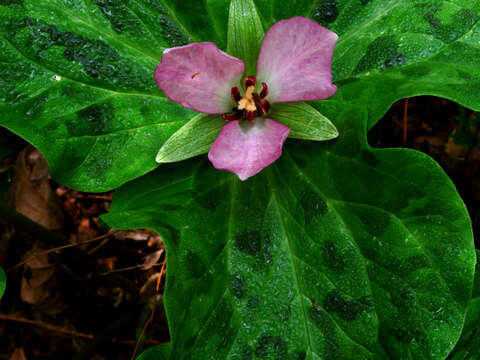 Imagem de Trillium chloropetalum (Torr.) Howell