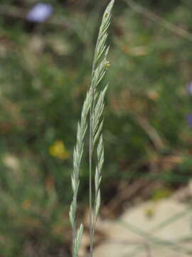 Image of Festuca marginata (Hack.) K. Richt.