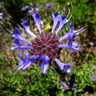 Salvia clevelandii (A. Gray) Greene resmi