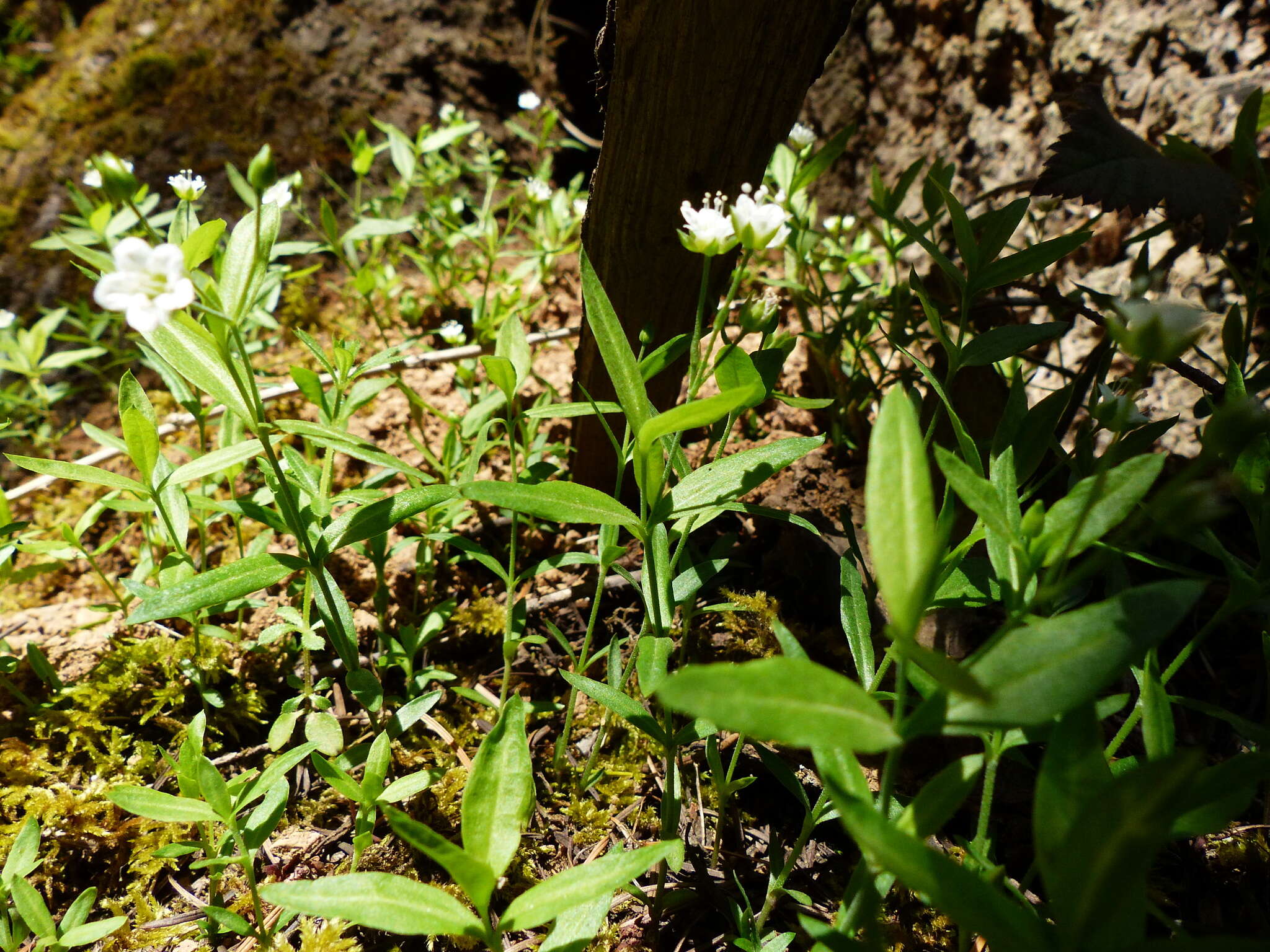 Слика од Moehringia macrophylla (Hook.) Fenzl