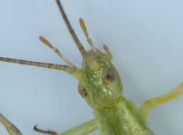 Image of Prairie Tree Cricket