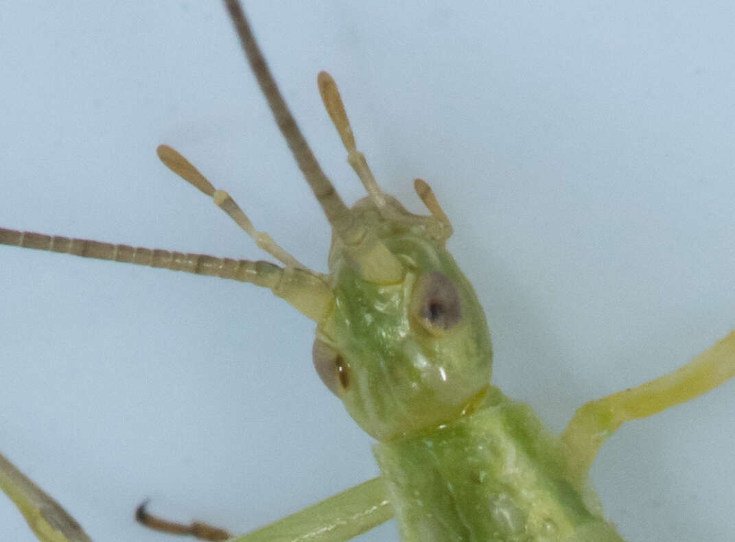 Image of Prairie Tree Cricket