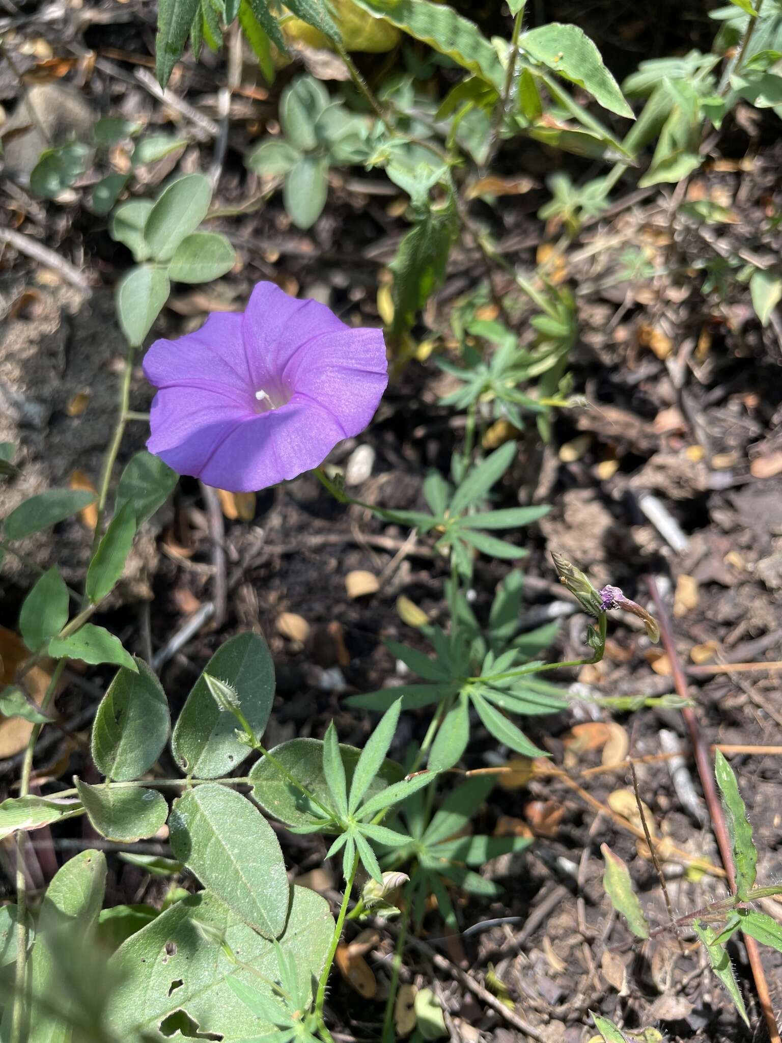 Sivun <i>Ipomoea <i>ternifolia</i></i> var. ternifolia kuva