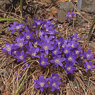 صورة Brodiaea minor (Benth.) S. Watson