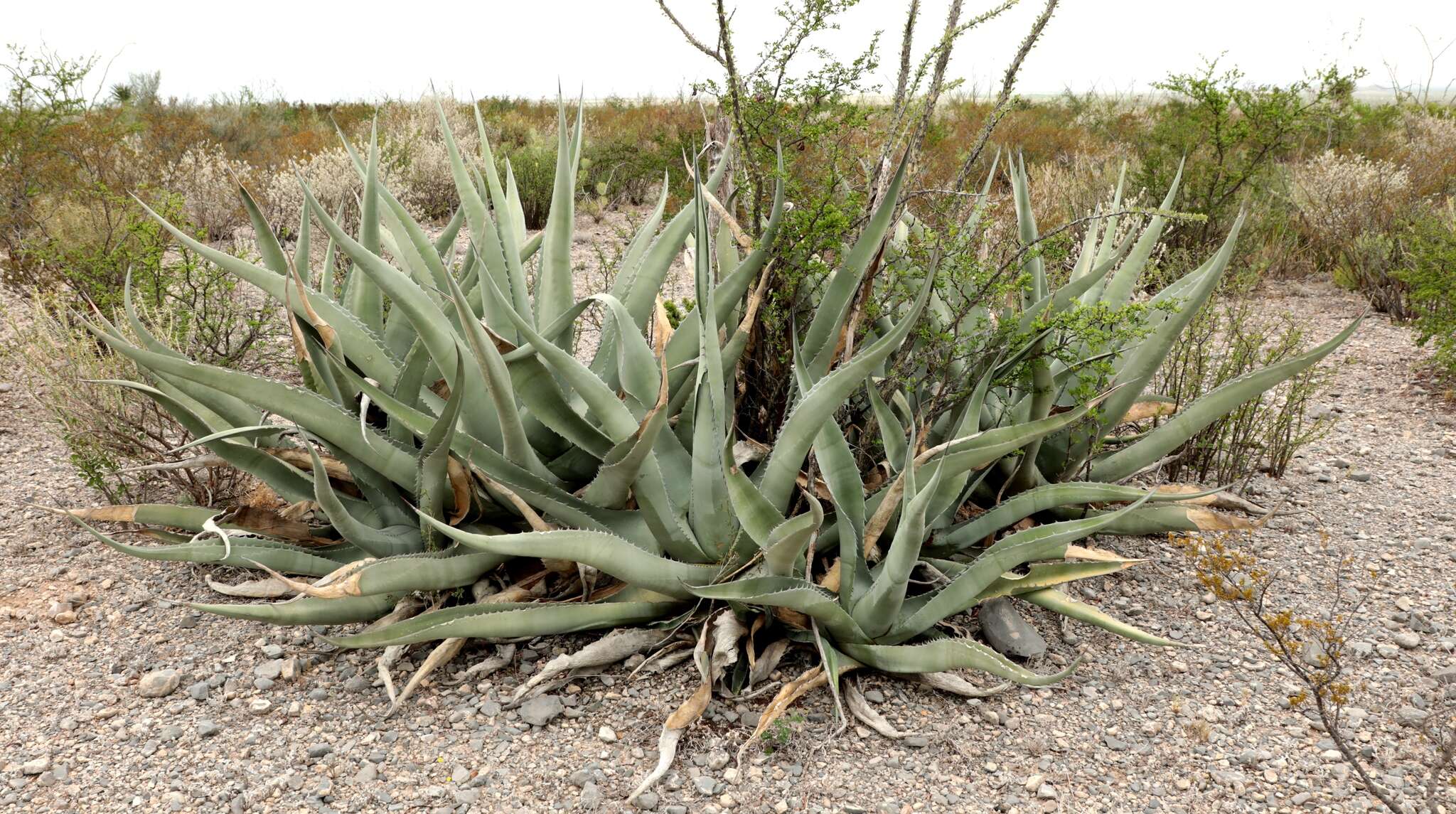 Image of rough century plant