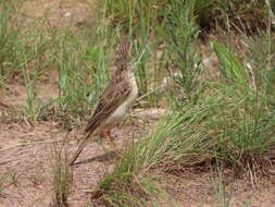 Image of Anthus cinnamomeus bocagii Nicholson 1884