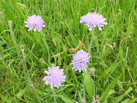 Слика од Knautia arvensis (L.) Coulter