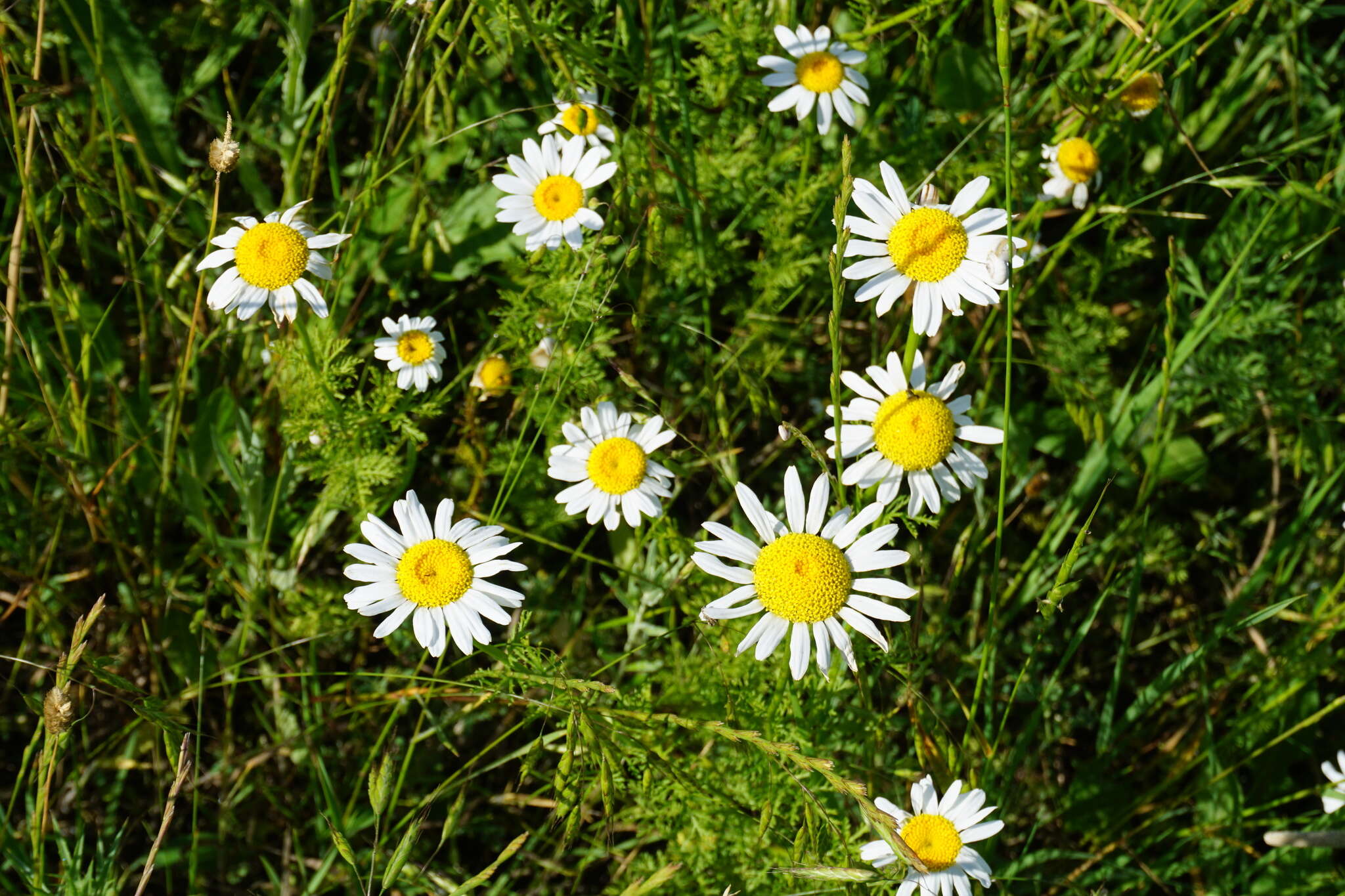 Image of Cota altissima (L.) Gay