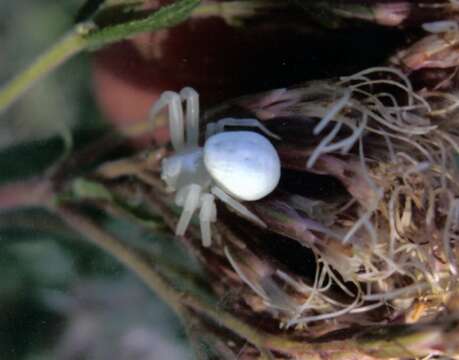 Image of Flower Crab Spiders