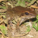 Image of Woodworth's Frog