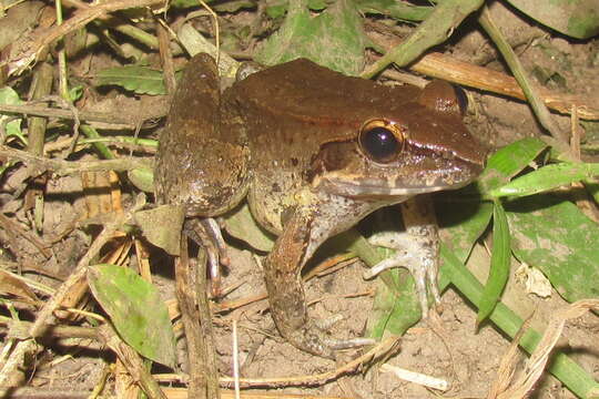 Image of Woodworth's Frog