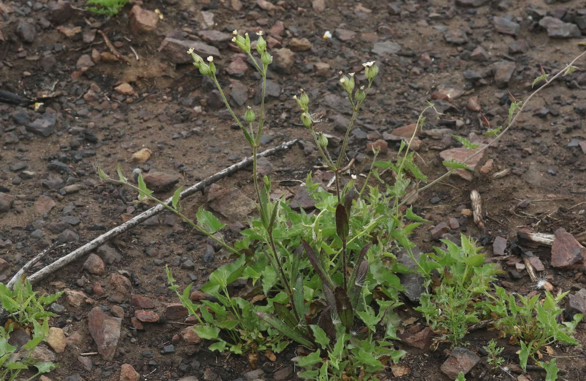 Imagem de Silene coniflora Nees ex Otth