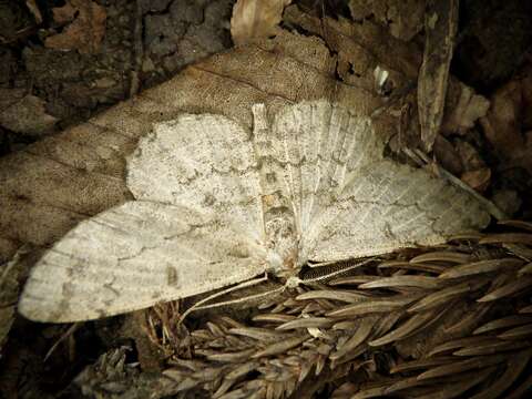 صورة Hypomecis punctinalis conferenda