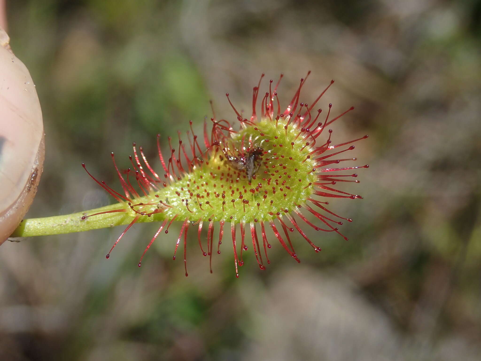 Image of Drosera collinsiae Brown ex Burtt Davy