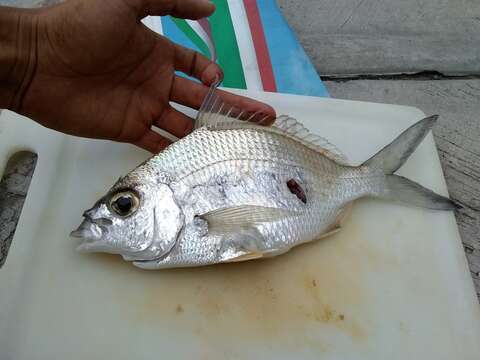 Image of Mojarra