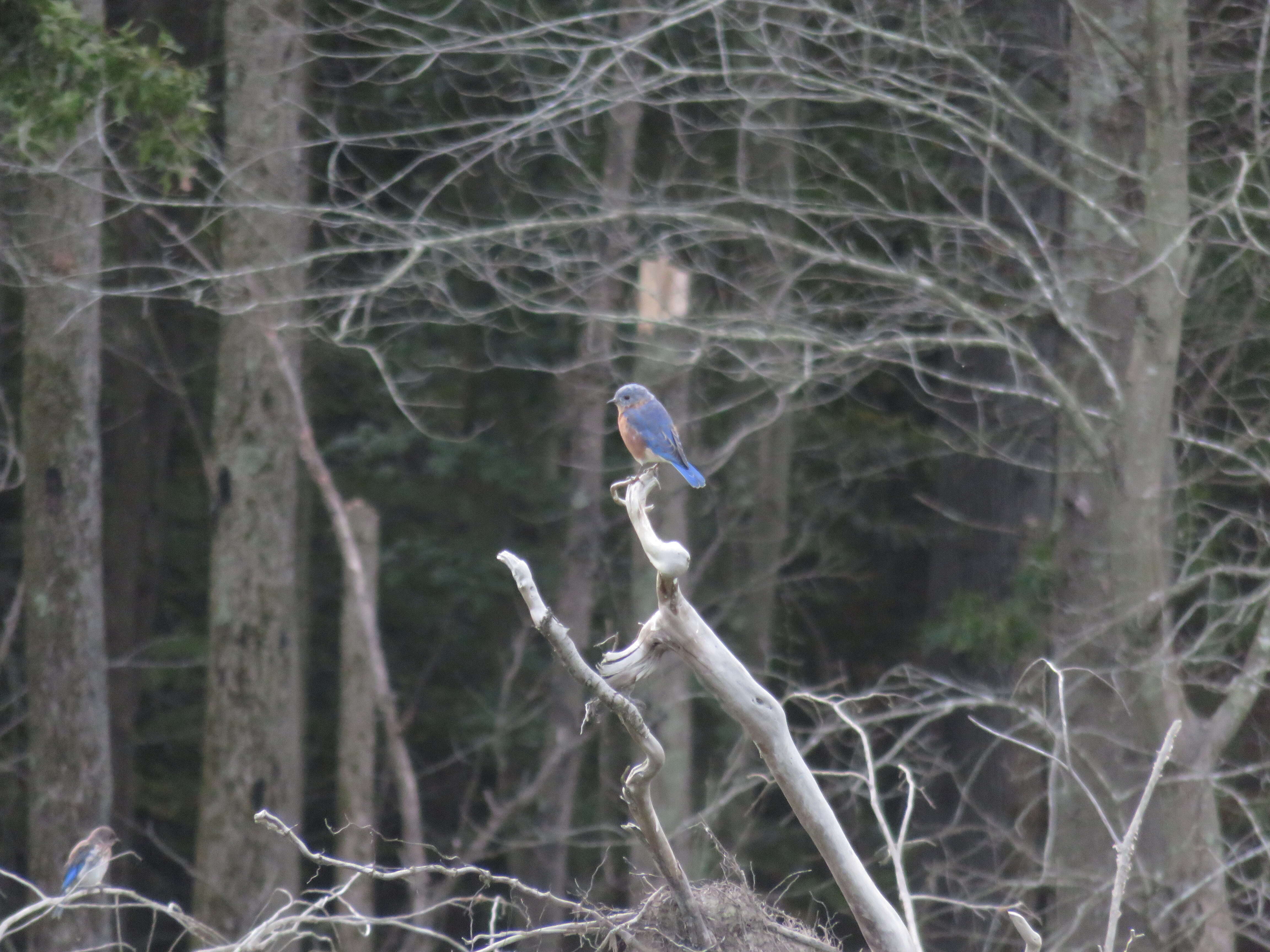 Image of Eastern Bluebird