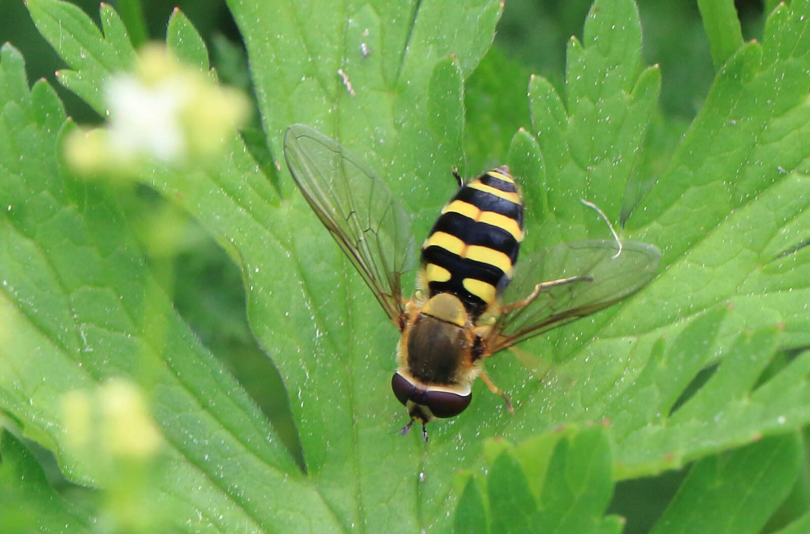 Image of Syrphus vitripennis Meigen 1822