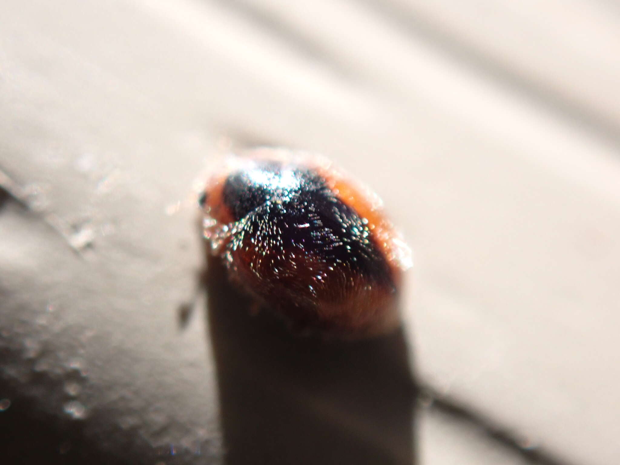 Image of Loew's Lady Beetle
