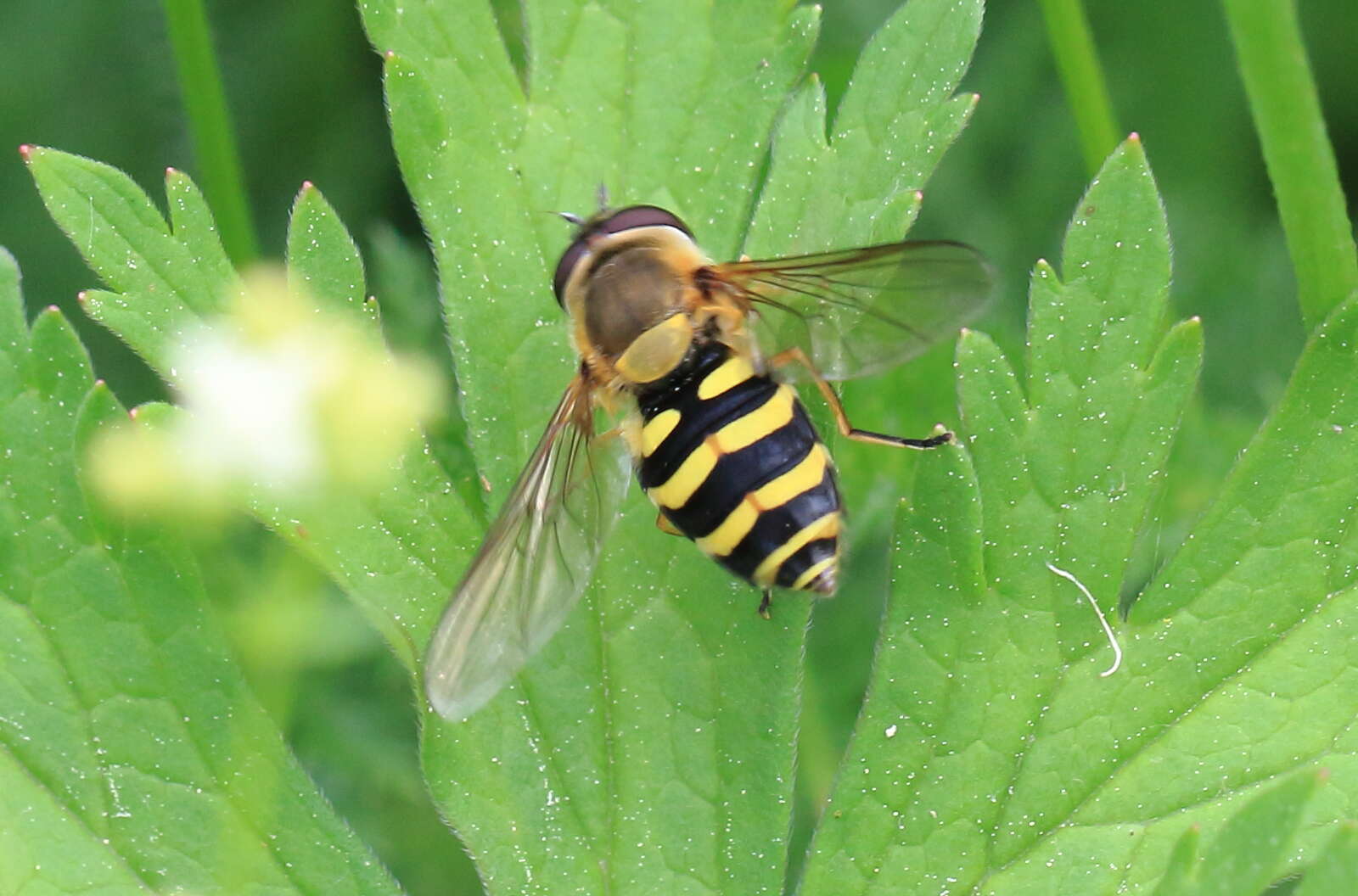 Image of Syrphus vitripennis Meigen 1822