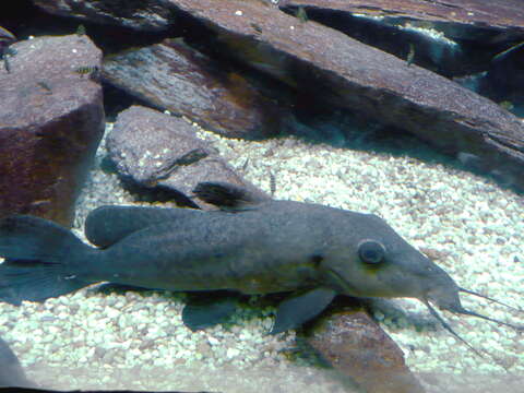 Image of Armoured Catfish