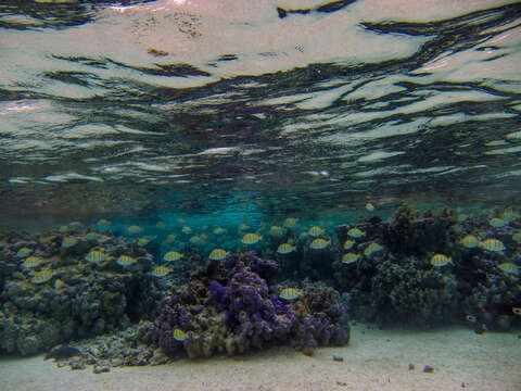 Image of Convict Surgeonfish