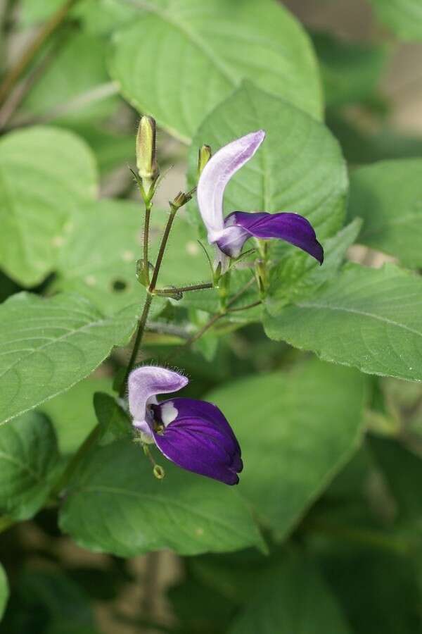 Image of Brillantaisia lamium (Nees) Benth.