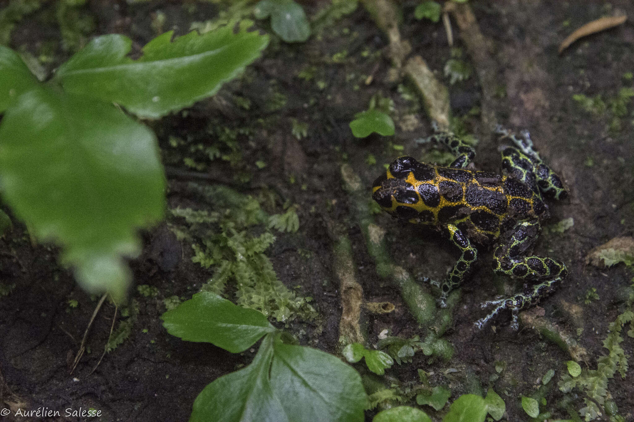 Image of Mimic Poison Frog