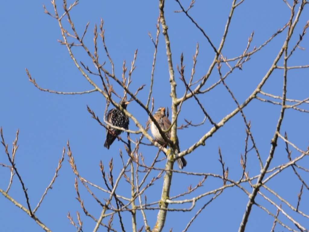 Image of Fieldfare