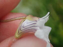 Image of Pinguicula antarctica Vahl