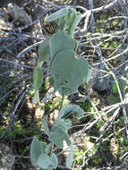 Image of shrubby Indian mallow
