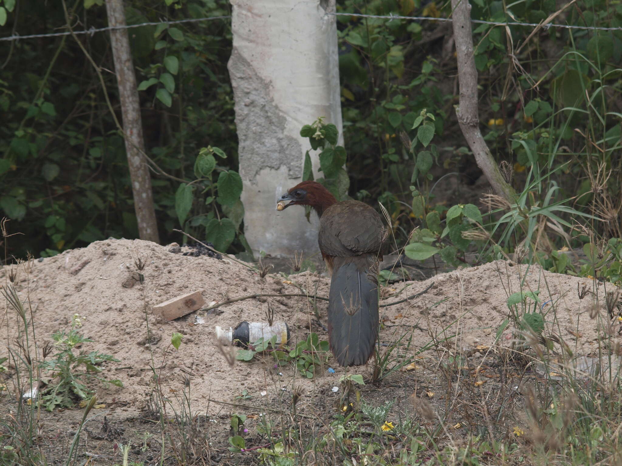 Image of Rufous-headed Chachalaca