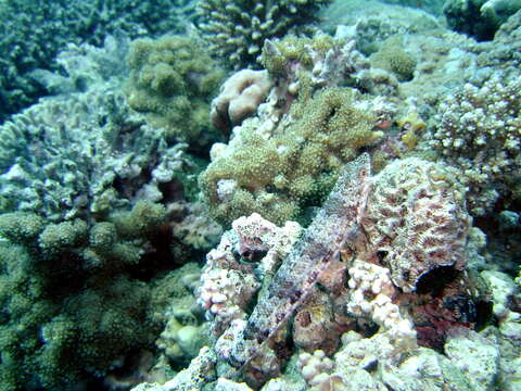 Image of Variegated lizardfish