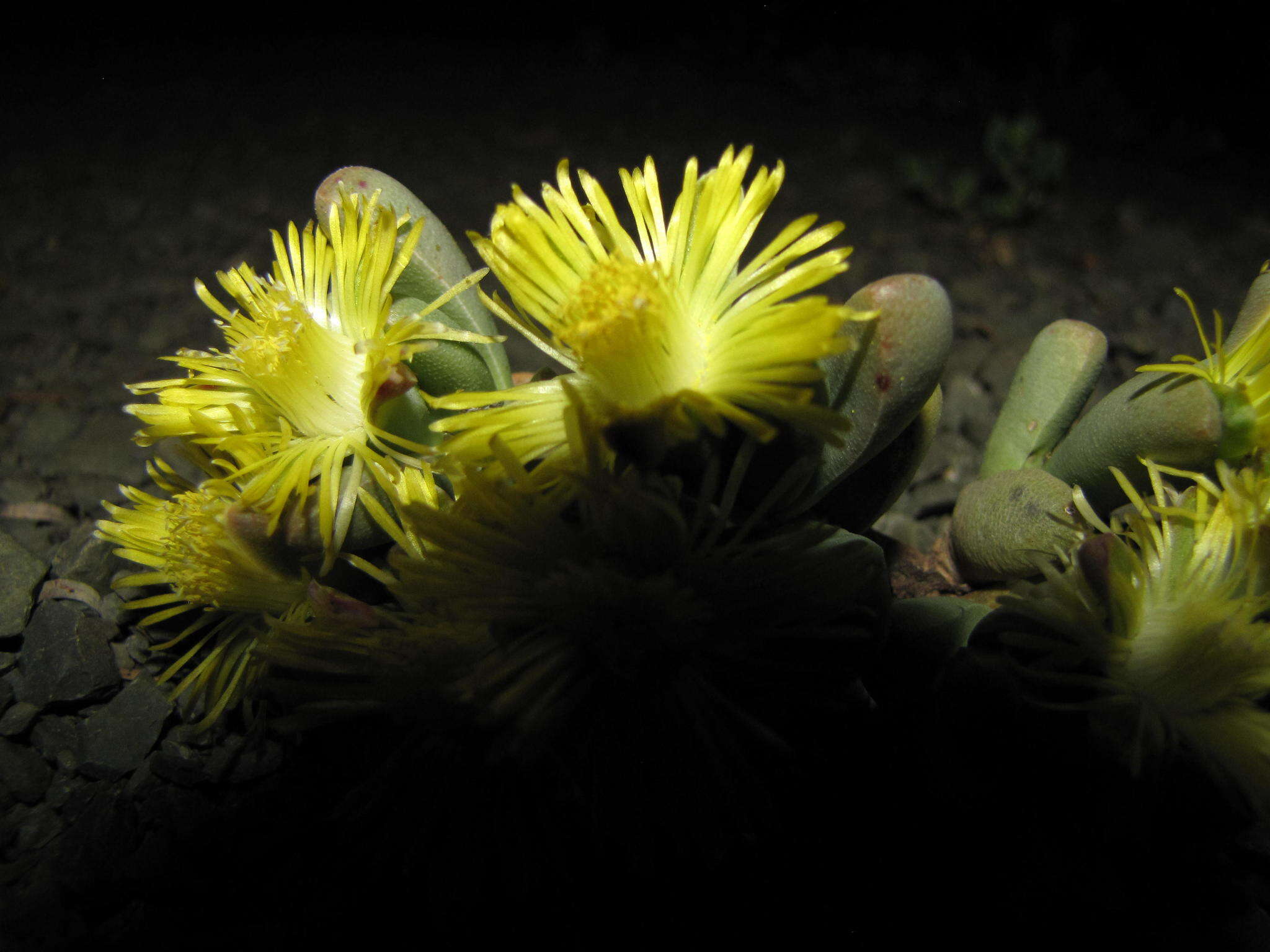 Image of Rhinephyllum comptonii L. Bol.