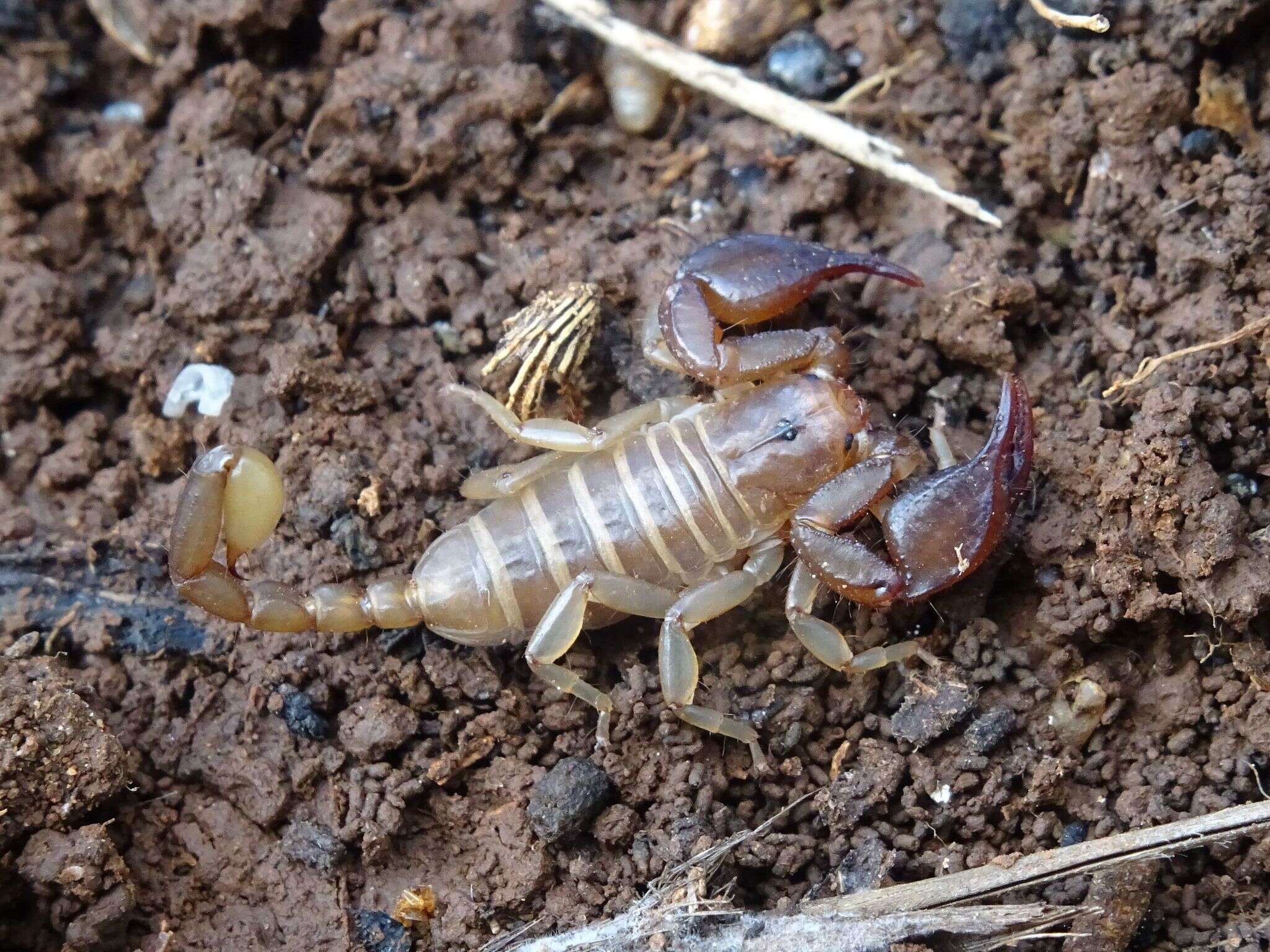 Image of Euscorpius garganicus Caporiacco 1950