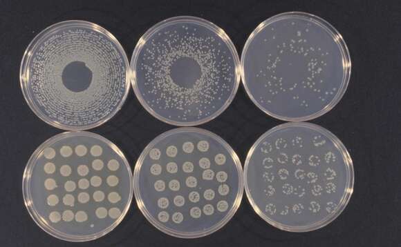 Pseudomonas syringae resmi