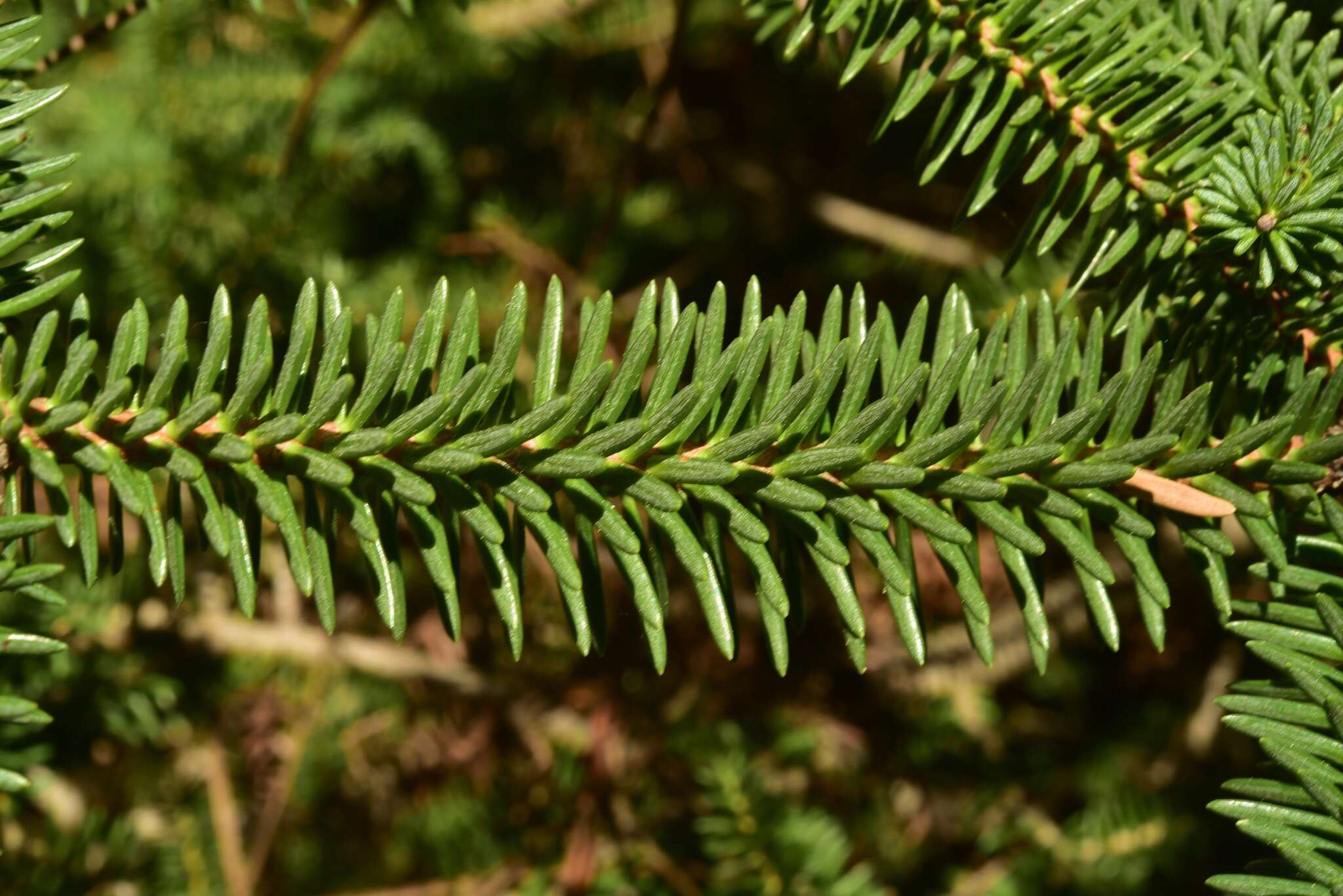 Image of Abies pinsapo var. pinsapo